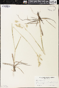 Bromus kalmii image