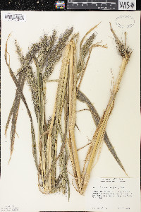 Echinochloa walteri image