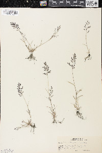 Eragrostis minor image