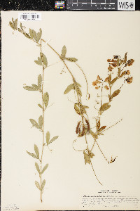 Lathyrus tuberosus image