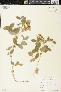 Lathyrus ochroleucus image