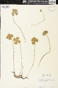 Marsilea quadrifolia image