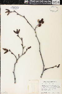 Alnus viridis image
