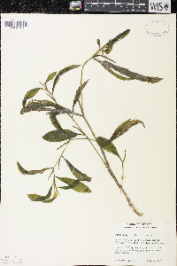 Potamogeton illinoensis image