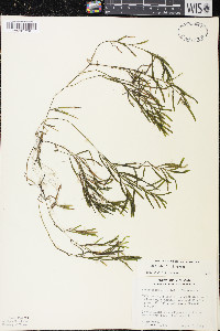 Potamogeton hillii image