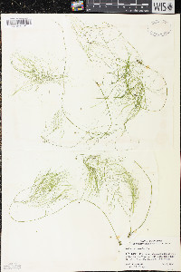 Potamogeton confervoides image