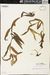 Potamogeton alpinus image