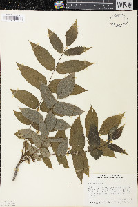 Juglans cinerea image