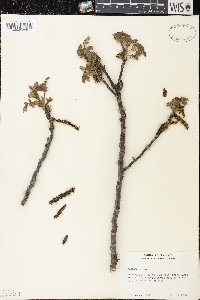 Juglans cinerea image