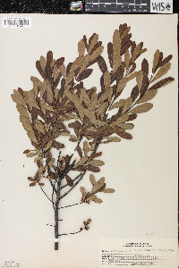 Myrica gale image