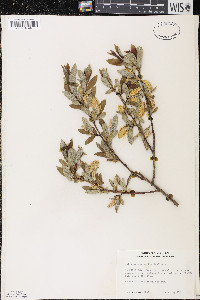 Salix serissima image