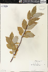 Salix pyrifolia image