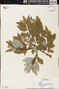 Salix pyrifolia image
