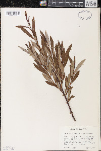 Salix pellita image