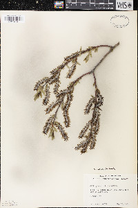 Salix myricoides image