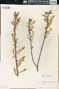 Salix lucida image