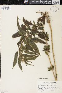 Urtica dioica image