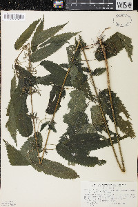 Urtica dioica image