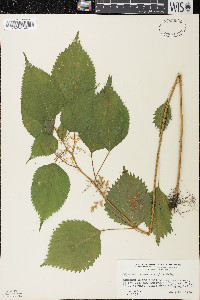 Laportea canadensis image