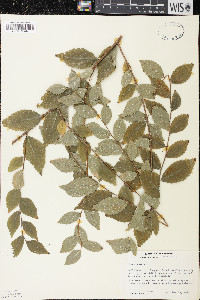 Ulmus pumila image