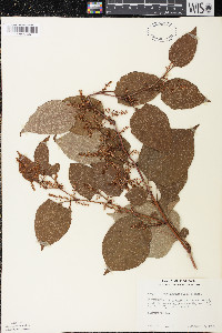 Reynoutria japonica image