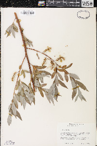 Salix alba image
