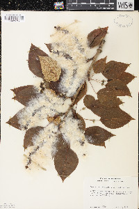 Populus balsamifera image