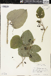 Smilax tamnoides image