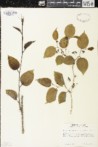 Smilax tamnoides image