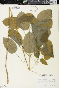 Smilax illinoensis image