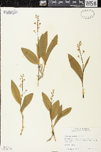 Maianthemum trifolium image
