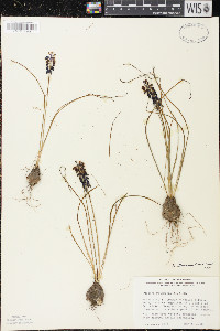 Agalinis purpurea image