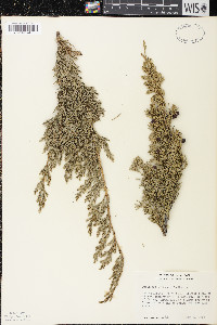 Juniperus horizontalis image