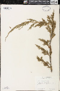 Juniperus horizontalis image