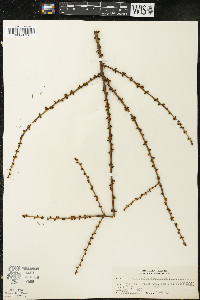 Larix laricina image