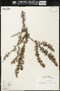 Larix laricina image