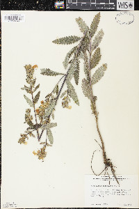 Pedicularis lanceolata image