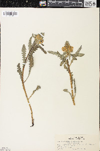 Pedicularis canadensis var. canadensis image