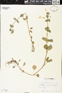 Erythranthe michiganensis image