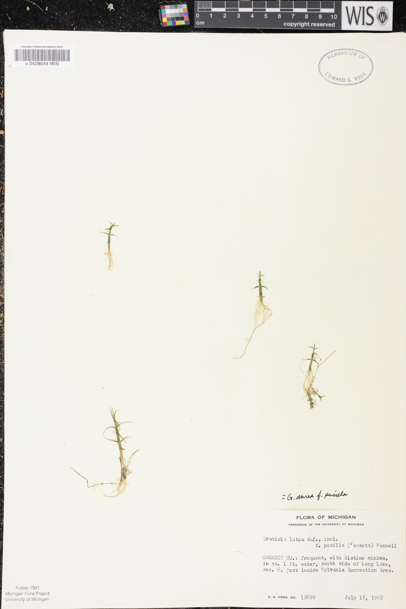 Gratiola lutea image
