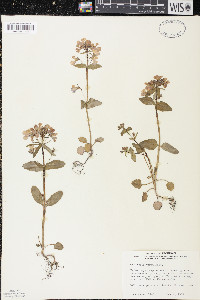 Collinsia verna image