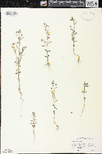 Chaenorhinum minus image