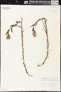 Castilleja septentrionalis image