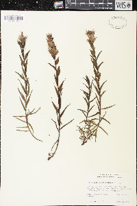 Castilleja septentrionalis image