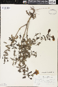 Aureolaria pedicularia image