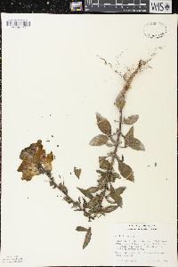 Antirrhinum majus image