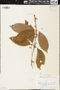 Cuscuta gronovii image