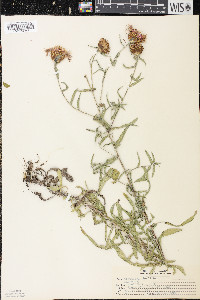 Gymnocarpium robertianum image