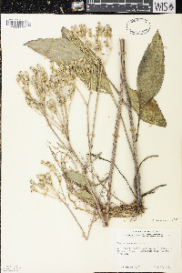 Arnoglossum plantagineum image