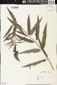 Veronica longifolia image